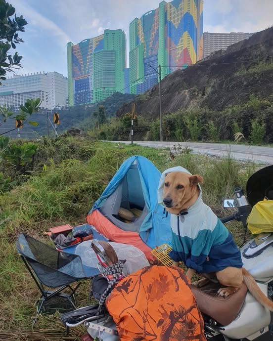 一人一狗最佳旅伴，骑着摩托走南闯北、游山玩水去！