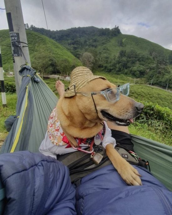 一人一狗最佳旅伴，骑着摩托走南闯北、游山玩水去！