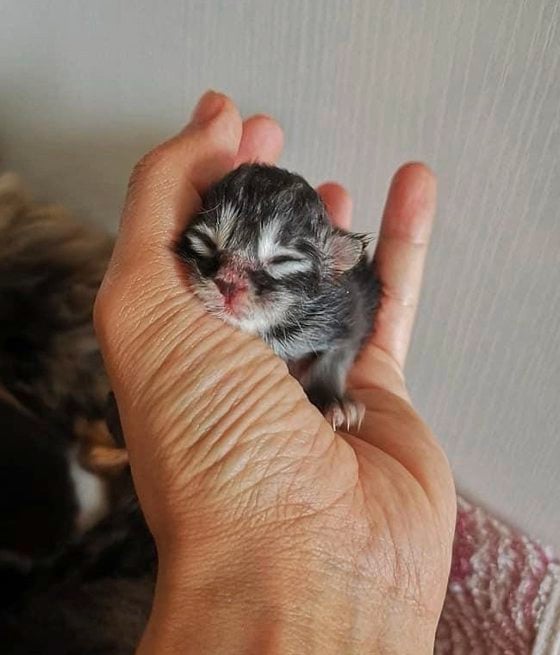 不愿再让动物面临死亡恐惧，敖嘉年为已逝爱猫茹素