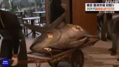 东京新年拍卖    276kg“鱼王”约6万成交    史上第二高