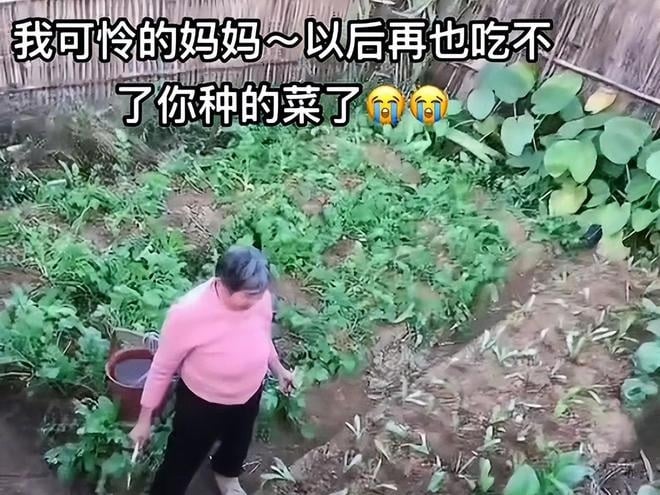 买海风藤却误拿断肠草 妇女煲汤喝中毒亡