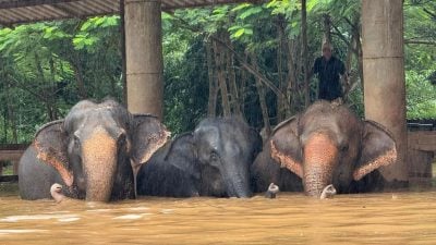 旅泰游客替大象洗澡遭袭 伤势过重不幸身亡