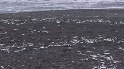 日本北海道鱼尸绵延近1公里 网忧地震前兆