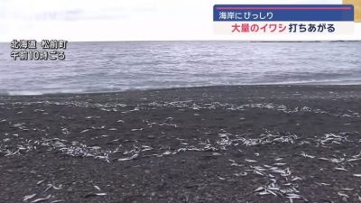 北海道鱼尸绵延近1公里 网忧地震前兆