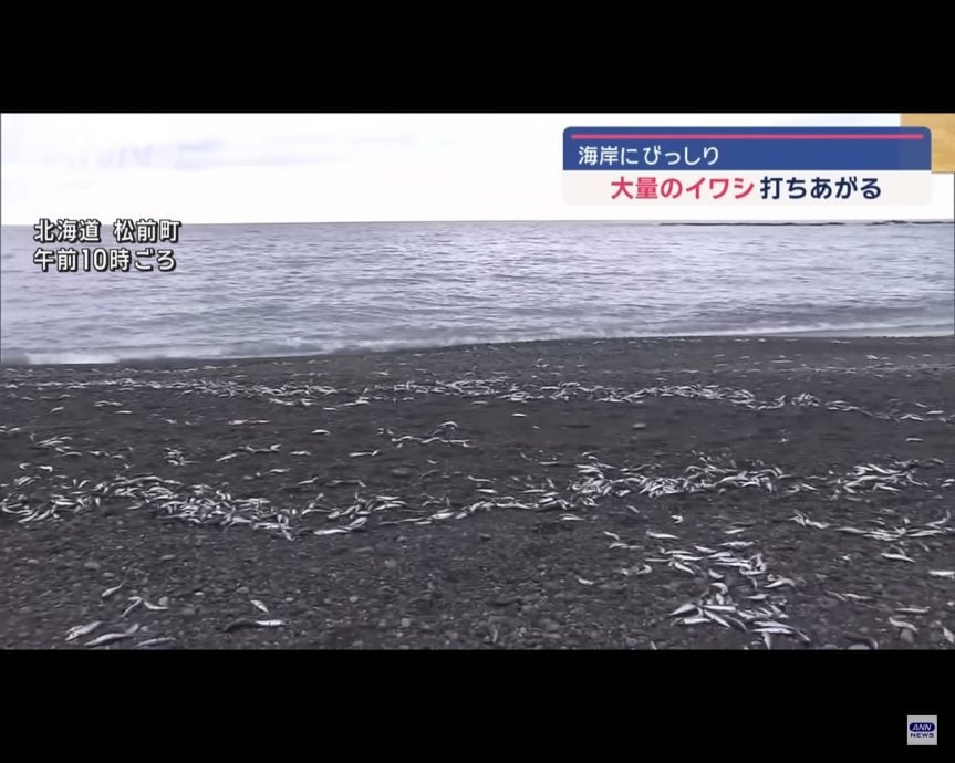 北海道沙丁鱼尸涌上岸绵延近1公里　网忧地震前兆  