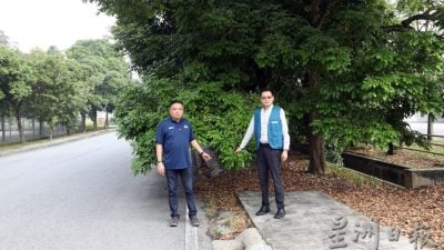 大树不修路又烂 民政轰王城市厅   “涨门牌税 未解民瘼”