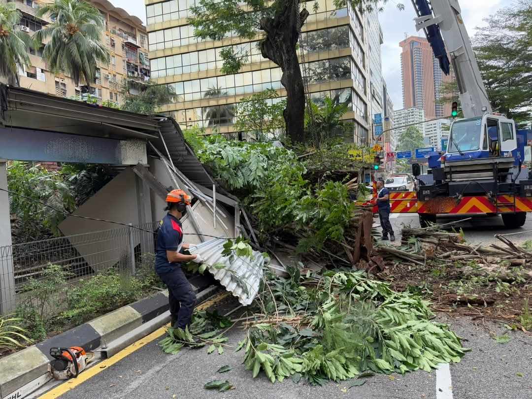 大都会/封面副文/隆市又有树倒 来往车道都被堵