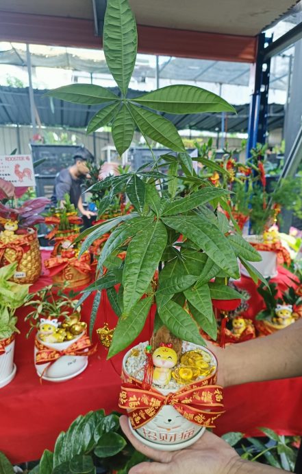 封底主文（大北马）绿植寓意吉祥　年花成春节必备