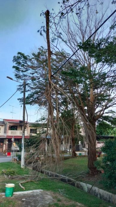 **已签发**柔：大树遭投毒致枝干枯落，居民忧藏安全隐患