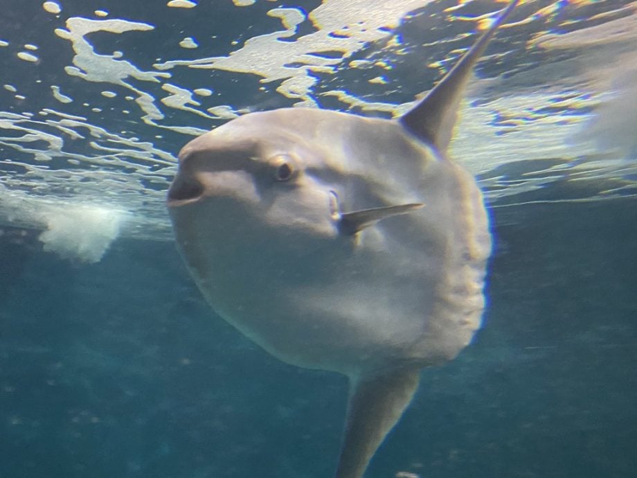 日本水族馆翻车鱼因没游客抑郁 饲养员制假人解愁