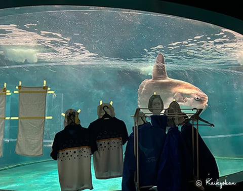 日本水族馆翻车鱼因没游客抑郁 饲养员制假人解愁