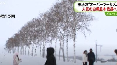 游客为拍照霸占马路 北海道砍掉“整排白桦树林”