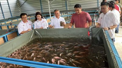 爱极乐新村获10万拨款养鱼 逾万淡水鱼成长中