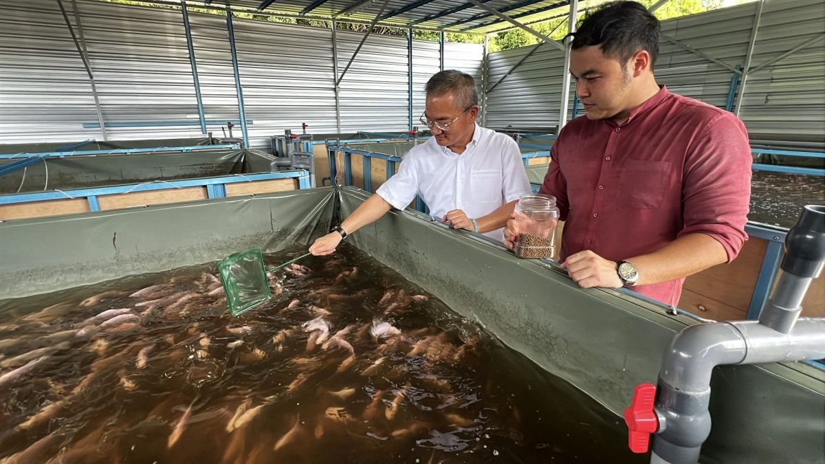 爱极乐新村获10万拨款养鱼·逾万淡水鱼成长中