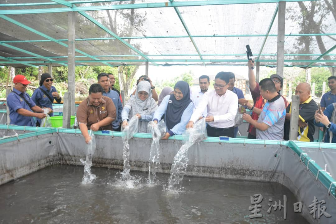 甘榜马木帆布池养殖淡水鱼 利惠当地社区经济