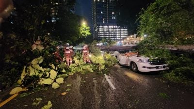 隆市倒树压毁3车幸无人伤亡