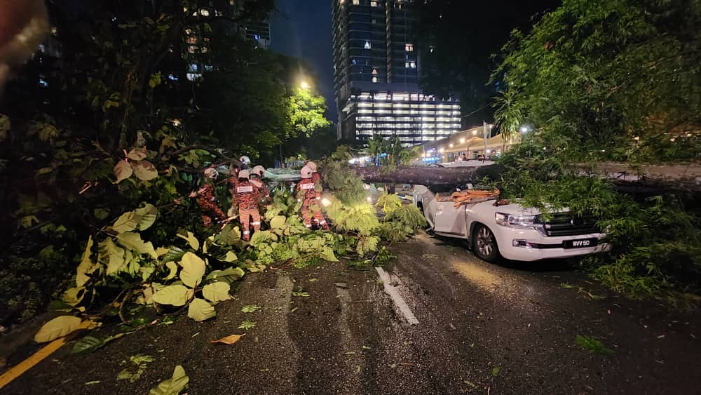 隆市倒树压毁3车幸无人伤亡