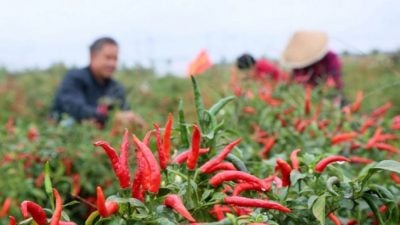 种植面积逾10年内减40%  韩国产辣椒恐消失