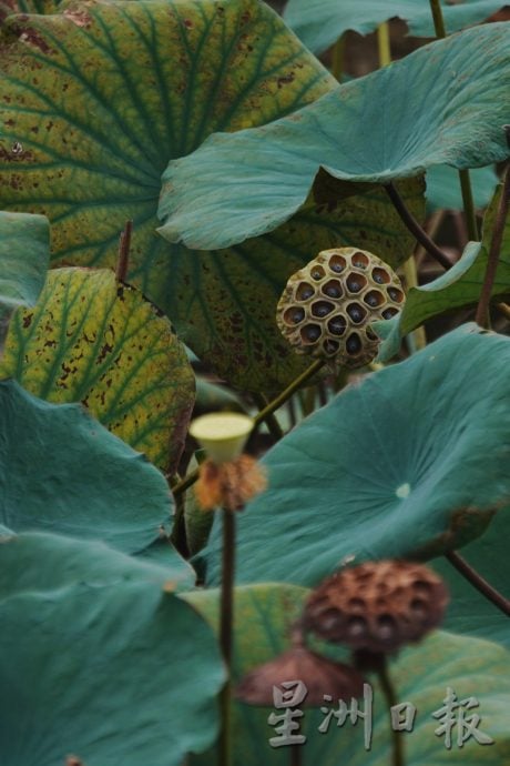 （8/1见报）【星角摄】荷花莲蓬可盐可甜 化身麦克风扬声器响爆荷塘