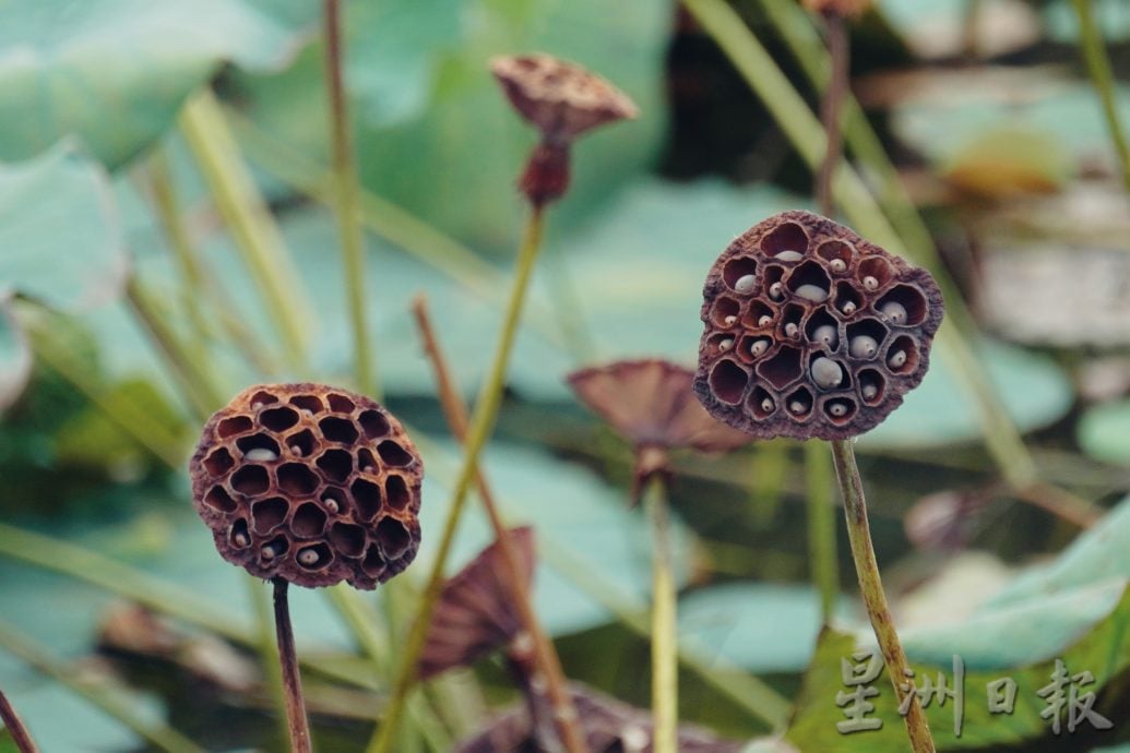 （8/1见报）【星角摄】荷花莲蓬可盐可甜 化身麦克风扬声器响爆荷塘