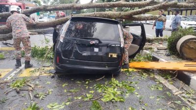 主干公路40呎大树倒下   压中行驶中汽车