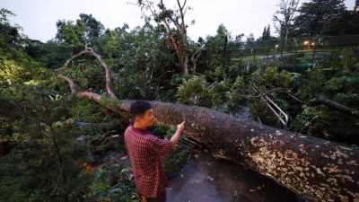 10楼高大树轰然倒下 毁菜园屋顶挡道