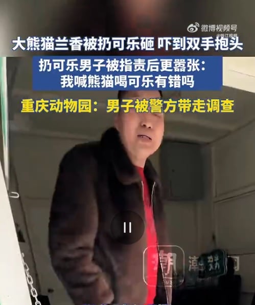 （视频）大熊猫被丢塑胶瓶吓到抱头　男子被围剿反呛“喊熊猫喝可乐有错吗？”