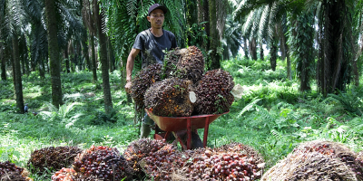 Facing palm oil nonsense