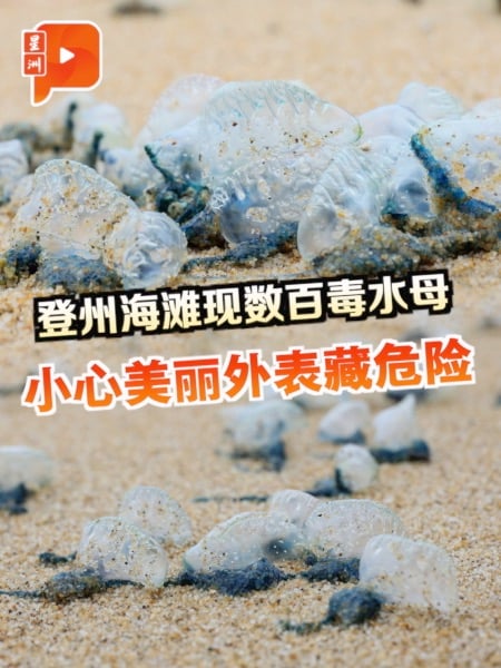 登州海滩现数百毒水母 小心美丽外表藏危险