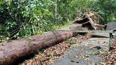 步道遭倒树压毁关闭．尼亚国家公园辟绕道