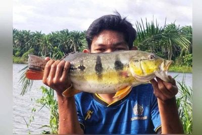 吉流水坝钓获孔雀鲈鱼