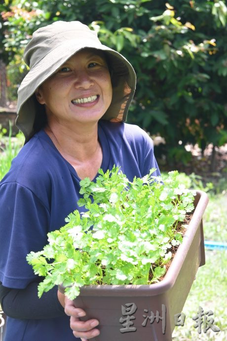 NS封面马口:谭美芬研种芫荽与葱蒜结果的青菜盆栽，只为追寻儿时回忆