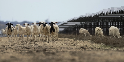 Solar farms are booming in the US and putting thousands of hungry sheep to work