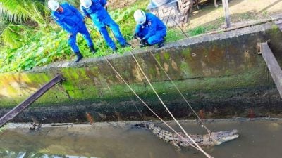 鳄鱼现住宅区沟渠  民防队速捕获