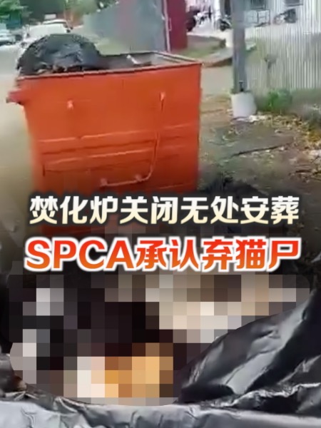 SPCA承认弃猫尸 称因焚化炉关闭无处安葬