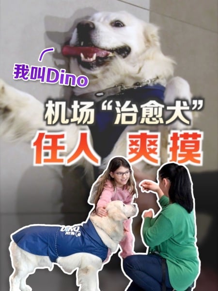 “禅犬”到机场上班！助缓解乘客飞行前紧张情绪