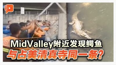 谷中城MidValley附近河流有鳄鱼出没 当局设陷阱诱捕