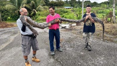 宠物巨蟒超有性格  蛇年朱蛇哥来贺岁