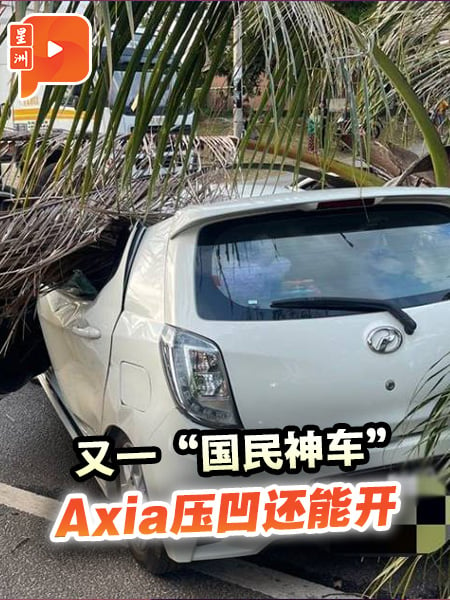 遭砍倒椰树砸中 Axia压至凹陷仍能行驶