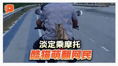 “酷猫”淡定乘摩托 萌翻网民