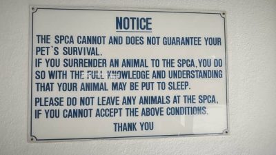 【独家】槟SPCA猫尸丢弃风波| 痛心被称动物”杀手“ 槟SPCA：从未对外宣称‘不杀’