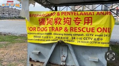 视频 | “捕狗救狗专用槽”诱捕浪浪 官民合作建立有爱社会！