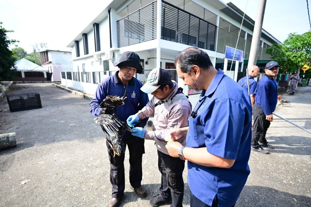 东：民宅饲养40只鸡遭关丹市政厅充公