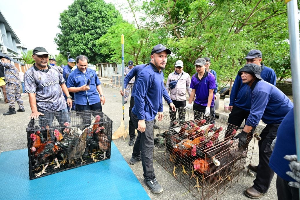 东：民宅饲养40只鸡遭关丹市政厅充公