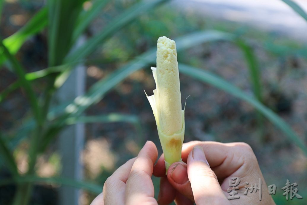 供星洲网/（新年备稿）蛇年遇蛇豆 