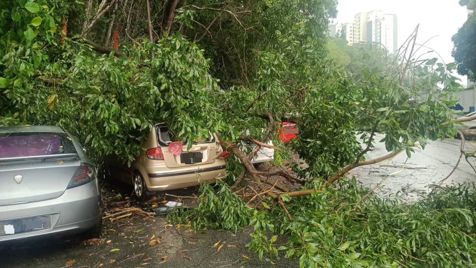 倒树压毁4车·无人伤亡