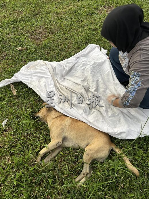 友族女子：下毒者残忍 心痛流浪狗遭集体毒死