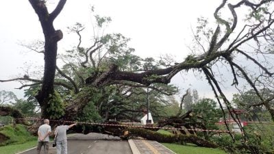 太平湖公园“翠臂擒波”处 又一雨树被风雨袭倒