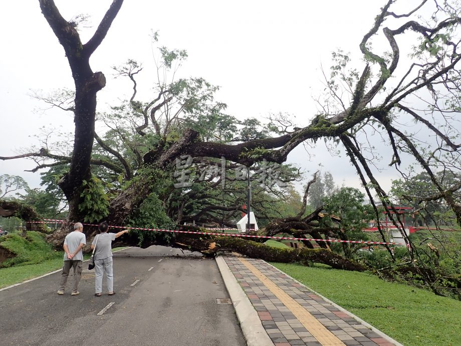 太平湖公园“翠臂擒波”处 又一雨树被风雨袭倒