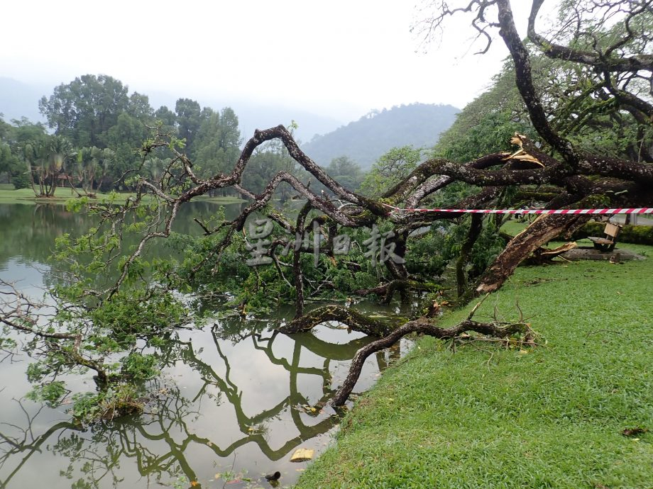 太平湖公园“翠臂擒波”处 又一雨树被风雨袭倒